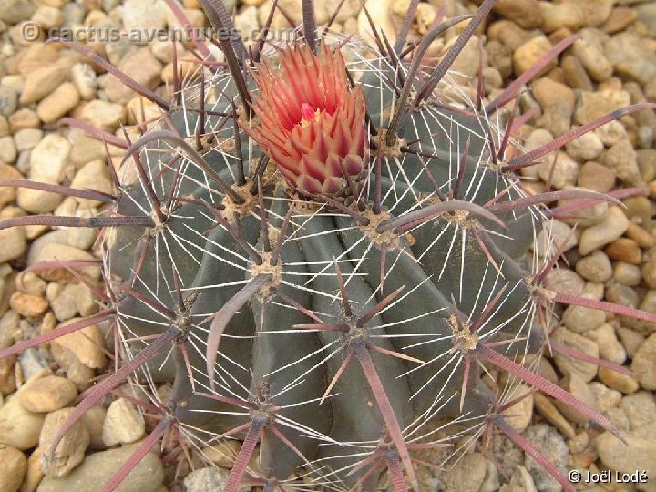 Ferocactus peninsulae v. vizcainensis Dscf7004